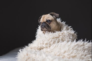 pug dog snuggling in a shag blanket looking sad in Bellingham WA