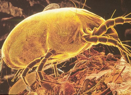 zoomed in microscopic photo of a dust mite crawling in Bellingham wa