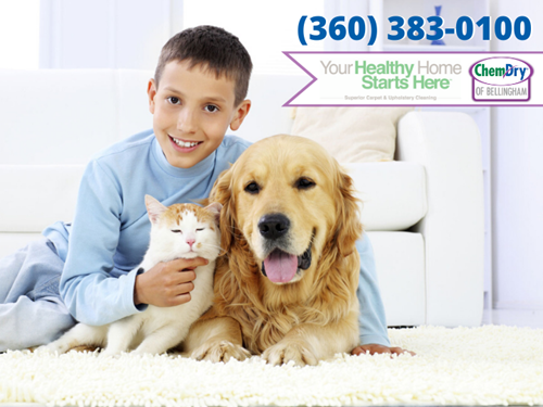 your healthy home starts here graphic Chem-Dry of Bellingham Carpet Cleaners text, young boy and white cat and gold dog cuddling together on white carpet in a living room in Bellingham WA